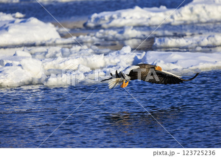 海の王者 流氷の使者 オオワシ 北海道目梨郡羅臼町にて撮影 123725236