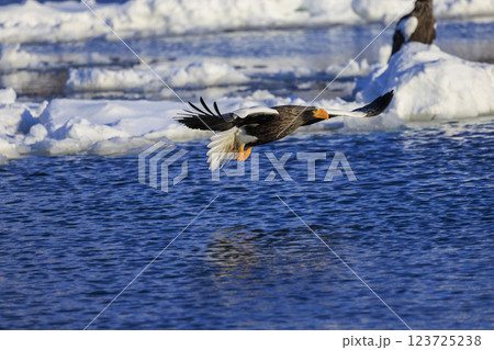 海の王者 流氷の使者 オオワシ 北海道目梨郡羅臼町にて撮影 123725238