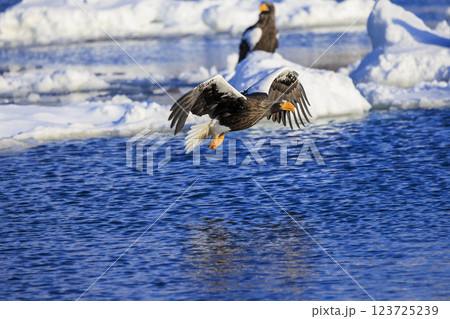 海の王者 流氷の使者 オオワシ 北海道目梨郡羅臼町にて撮影 123725239