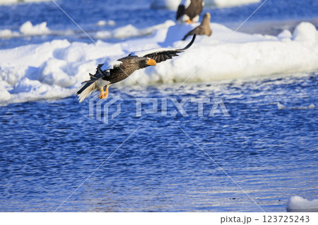 海の王者 流氷の使者 オオワシ 北海道目梨郡羅臼町にて撮影 海の王者 流氷の使者 オオワシ 北海道目梨郡羅臼町にて撮影 123725243