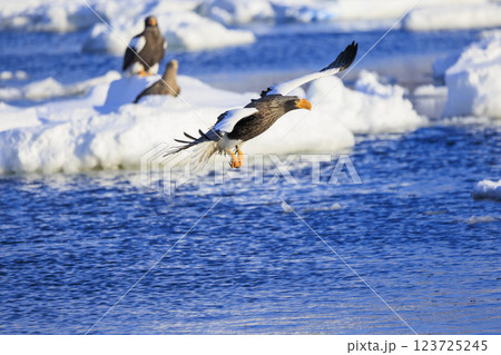 海の王者 流氷の使者 オオワシ 北海道目梨郡羅臼町にて撮影 123725245