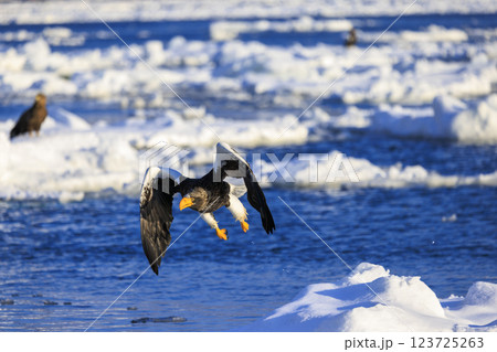 海の王者 流氷の使者 オオワシ 北海道目梨郡羅臼町にて撮影 123725263