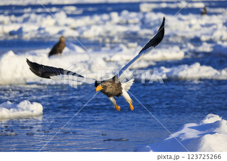 海の王者 流氷の使者 オオワシ 北海道目梨郡羅臼町にて撮影 123725266