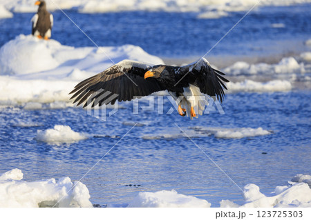 海の王者 流氷の使者 オオワシ 北海道目梨郡羅臼町にて撮影 123725303