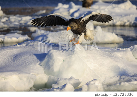 海の王者 流氷の使者 オオワシ 北海道目梨郡羅臼町にて撮影 123725330