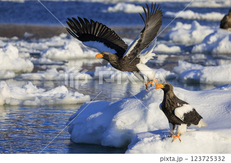 海の王者 流氷の使者 オオワシ 北海道目梨郡羅臼町にて撮影 123725332