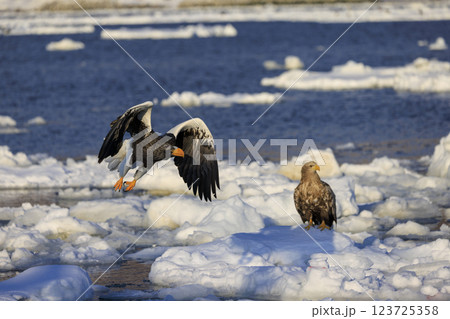海の王者 流氷の使者 オオワシ 北海道目梨郡羅臼町にて撮影 海の王者 流氷の使者 オオワシ 北海道目梨郡羅臼町にて撮影 123725358