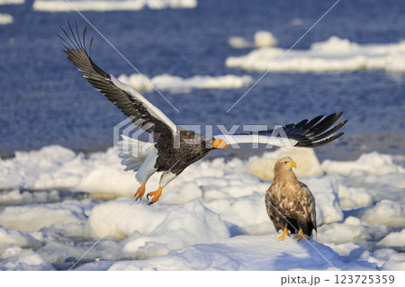 海の王者 流氷の使者 オオワシ 北海道目梨郡羅臼町にて撮影 海の王者 流氷の使者 オオワシ 北海道目梨郡羅臼町にて撮影 123725359