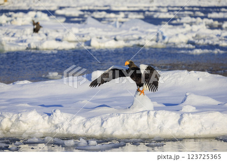 海の王者 流氷の使者 オオワシ 北海道目梨郡羅臼町にて撮影 123725365