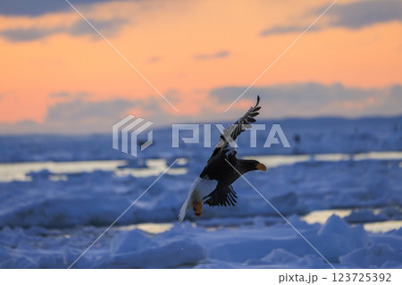 海の王者 流氷の使者 オオワシ 北海道目梨郡羅臼町にて撮影 123725392