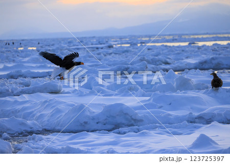 海の王者 流氷の使者 オオワシ 北海道目梨郡羅臼町にて撮影 123725397