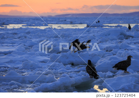 海の王者 流氷の使者 オオワシ 北海道目梨郡羅臼町にて撮影 123725404