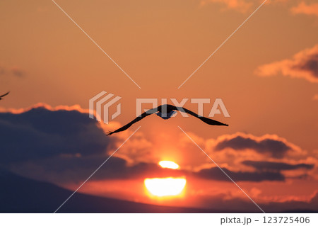 海の王者 流氷の使者 オオワシ 北海道目梨郡羅臼町にて撮影 123725406