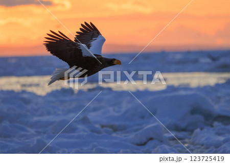 海の王者 流氷の使者 オオワシ 北海道目梨郡羅臼町にて撮影 123725419