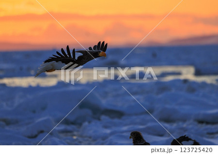 海の王者 流氷の使者 オオワシ 北海道目梨郡羅臼町にて撮影 123725420