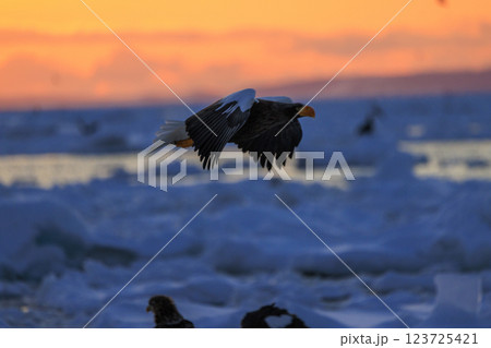 海の王者 流氷の使者 オオワシ 北海道目梨郡羅臼町にて撮影 123725421