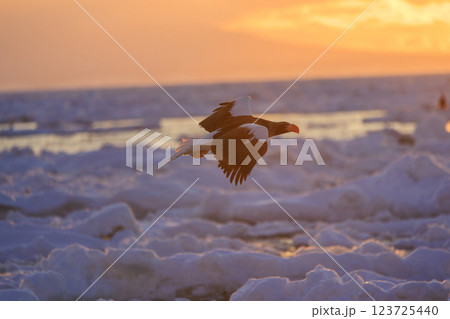 海の王者 流氷の使者 オオワシ 北海道目梨郡羅臼町にて撮影 海の王者 流氷の使者 オオワシ 北海道目梨郡羅臼町にて撮影 123725440