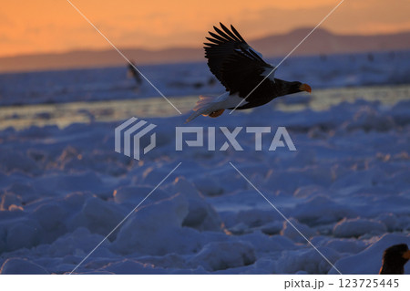 海の王者 流氷の使者 オオワシ 北海道目梨郡羅臼町にて撮影 123725445