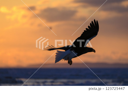 海の王者 流氷の使者 オオワシ 北海道目梨郡羅臼町にて撮影 123725447