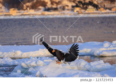 海の王者 流氷の使者 オオワシ 北海道目梨郡羅臼町にて撮影 123725453