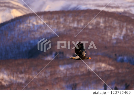 海の王者 流氷の使者 オオワシ 北海道目梨郡羅臼町にて撮影 123725469