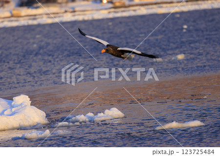 海の王者 流氷の使者 オオワシ 北海道目梨郡羅臼町にて撮影 123725484