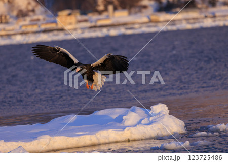 海の王者 流氷の使者 オオワシ 北海道目梨郡羅臼町にて撮影 海の王者 流氷の使者 オオワシ 北海道目梨郡羅臼町にて撮影 123725486