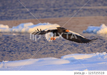 海の王者 流氷の使者 オオワシ 北海道目梨郡羅臼町にて撮影 123725519
