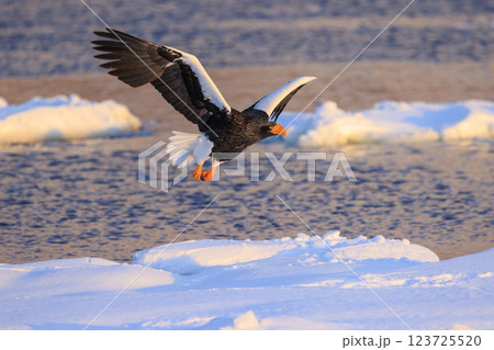 海の王者 流氷の使者 オオワシ 北海道目梨郡羅臼町にて撮影 123725520
