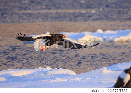 海の王者 流氷の使者 オオワシ 北海道目梨郡羅臼町にて撮影 123725521