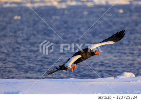 海の王者 流氷の使者 オオワシ 北海道目梨郡羅臼町にて撮影 123725524