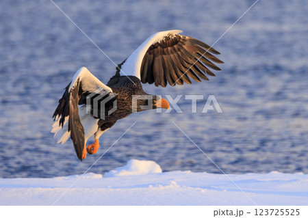 海の王者 流氷の使者 オオワシ 北海道目梨郡羅臼町にて撮影 123725525