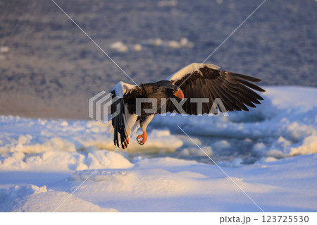 海の王者 流氷の使者 オオワシ 北海道目梨郡羅臼町にて撮影 123725530