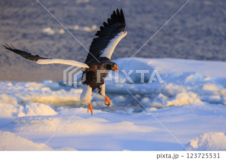海の王者 流氷の使者 オオワシ 北海道目梨郡羅臼町にて撮影 123725531