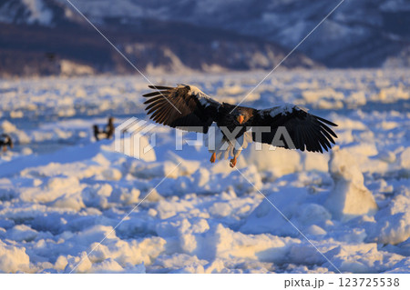 海の王者 流氷の使者 オオワシ 北海道目梨郡羅臼町にて撮影 123725538
