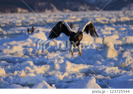 海の王者 流氷の使者 オオワシ 北海道目梨郡羅臼町にて撮影 海の王者 流氷の使者 オオワシ 北海道目梨郡羅臼町にて撮影 123725544