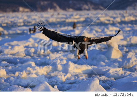 海の王者 流氷の使者 オオワシ 北海道目梨郡羅臼町にて撮影 123725545
