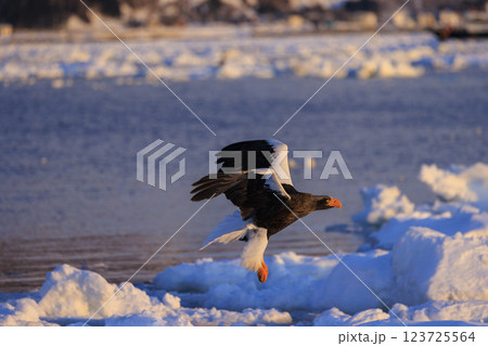 海の王者 流氷の使者 オオワシ 北海道目梨郡羅臼町にて撮影 123725564