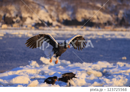 海の王者 流氷の使者 オオワシ 北海道目梨郡羅臼町にて撮影 123725568