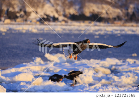 海の王者 流氷の使者 オオワシ 北海道目梨郡羅臼町にて撮影 123725569