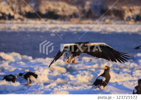 海の王者 流氷の使者 オオワシ 北海道目梨郡羅臼町にて撮影 123725572