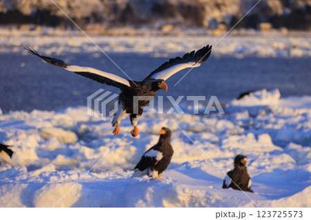 海の王者 流氷の使者 オオワシ 北海道目梨郡羅臼町にて撮影 海の王者 流氷の使者 オオワシ 北海道目梨郡羅臼町にて撮影 123725573