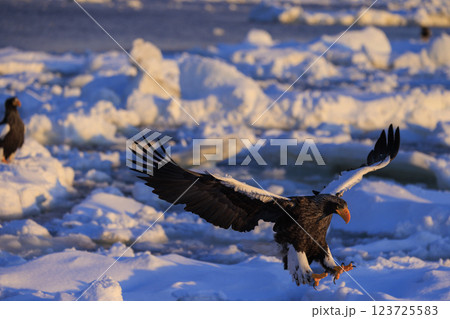 海の王者 流氷の使者 オオワシ 北海道目梨郡羅臼町にて撮影 123725583
