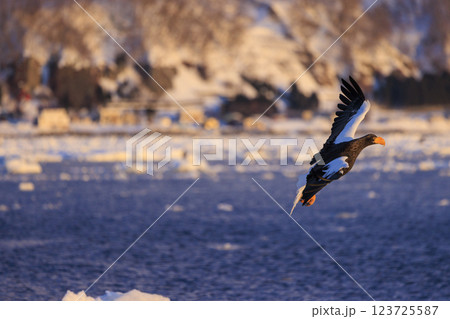 海の王者 流氷の使者 オオワシ 北海道目梨郡羅臼町にて撮影 123725587