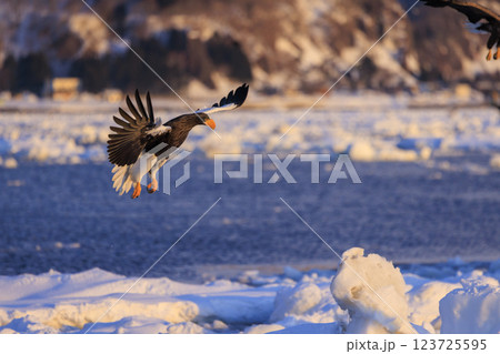 海の王者 流氷の使者 オオワシ 北海道目梨郡羅臼町にて撮影 123725595