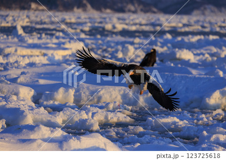 海の王者 流氷の使者 オオワシ 北海道目梨郡羅臼町にて撮影 123725618