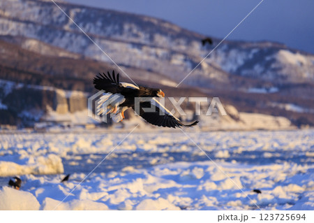 海の王者 流氷の使者 オオワシ 北海道目梨郡羅臼町にて撮影 海の王者 流氷の使者 オオワシ 北海道目梨郡羅臼町にて撮影 123725694