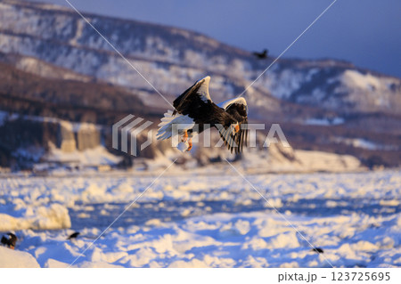 海の王者 流氷の使者 オオワシ 北海道目梨郡羅臼町にて撮影 海の王者 流氷の使者 オオワシ 北海道目梨郡羅臼町にて撮影 123725695