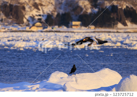 海の王者 流氷の使者 オオワシ 北海道目梨郡羅臼町にて撮影 123725712