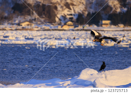 海の王者 流氷の使者 オオワシ 北海道目梨郡羅臼町にて撮影 123725713